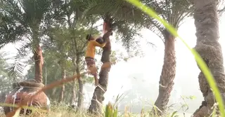 কুষ্টিয়ায় অগ্রহায়ণের আমেজে খেজুর রস–গুড় উৎপাদনে ব্যস্ততা